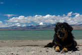 Улыбчивая собака на берегу Мапам-Юмцо, вдали виден Кайлаш