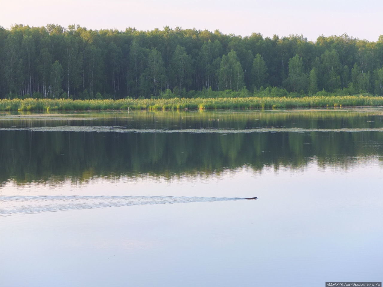 Лесное озеро на станции Минино Красноярск, Россия