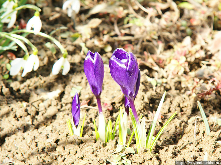 А у нас уже весна! А у вас ? Штутгарт, Германия