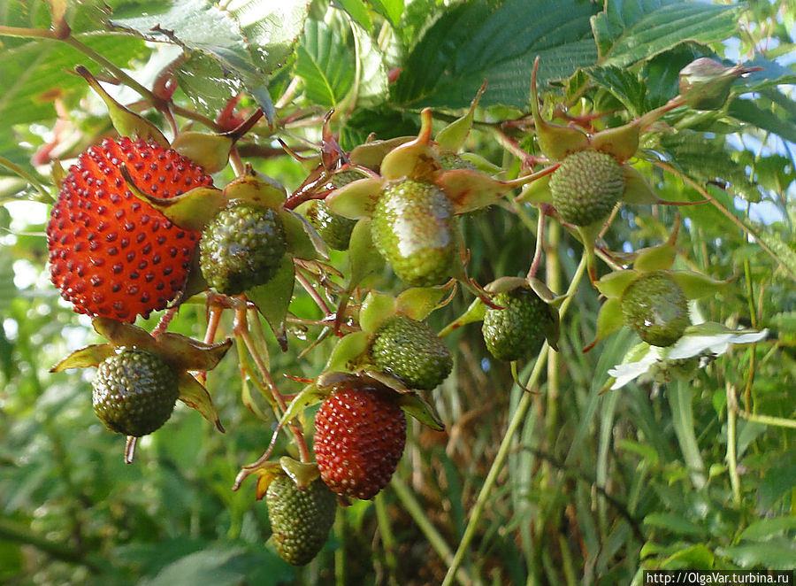 Кстати, именно здесь мы увидели огромные ягоды, похожие по вкусу на ягоды лесной земляники, хотя внутри было пусто как у малины. Её кусты были выше человеческого роста Булусан, Филиппины