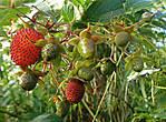 Кстати, именно здесь мы увидели огромные ягоды, похожие по вкусу на ягоды лесной земляники, хотя внутри было пусто как у малины. Её кусты были выше человеческого роста