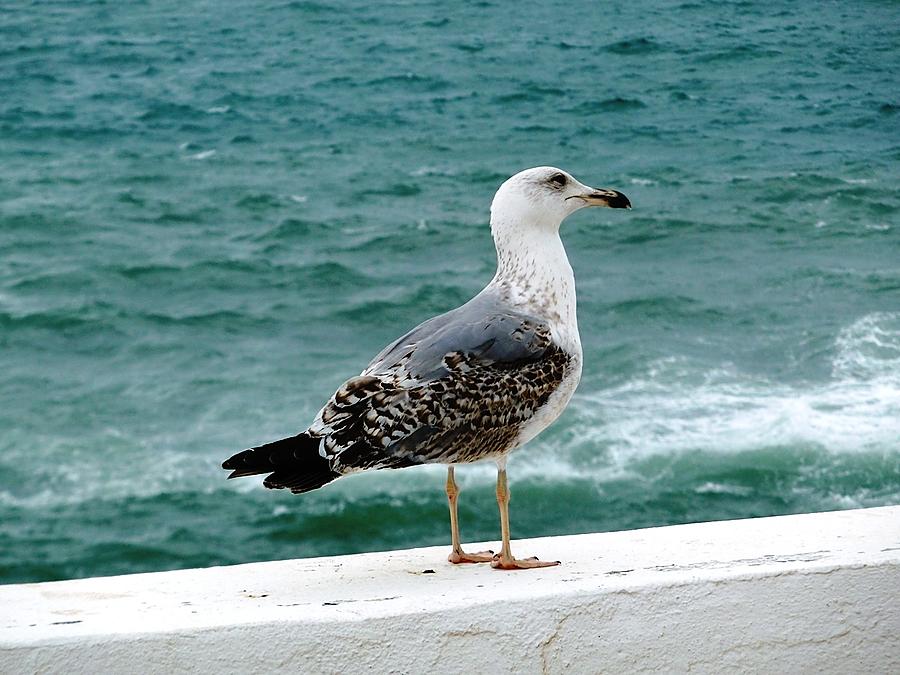 Чайки и океан Кашкайш, Португалия