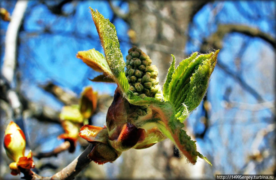 Весенняя прогулка по Нарве или размышления о ботанике Нарва, Эстония