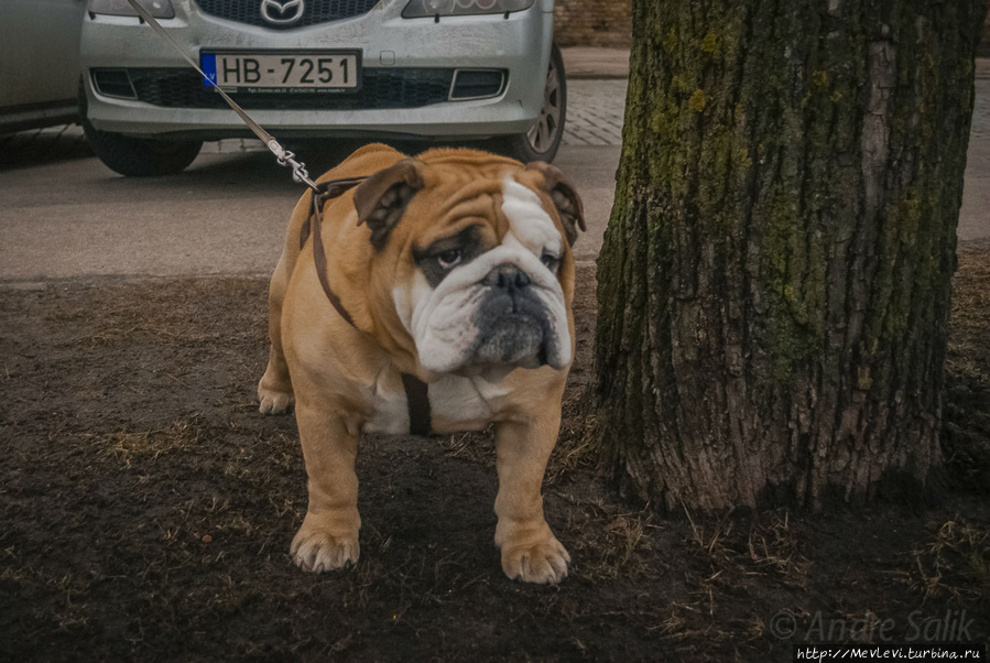 В феврале в Старой Риге Рига, Латвия