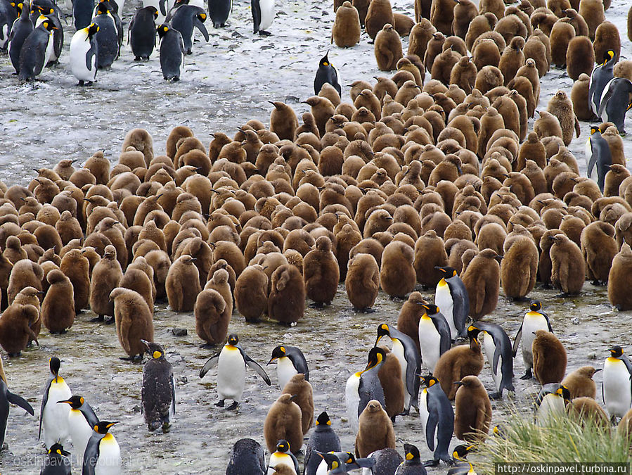 пингвины николай и зигфрид
прожили вместе много лет
а в эту среду сдали справки
чтобы яйцо усыновить Остров Южная Георгия, Южная Георгия и Южные Сандвичевы Острова