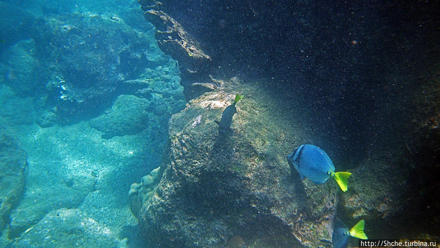 Сноклинг вокруг Pinnacle Rock (ноготь Бартоломе): акула и др