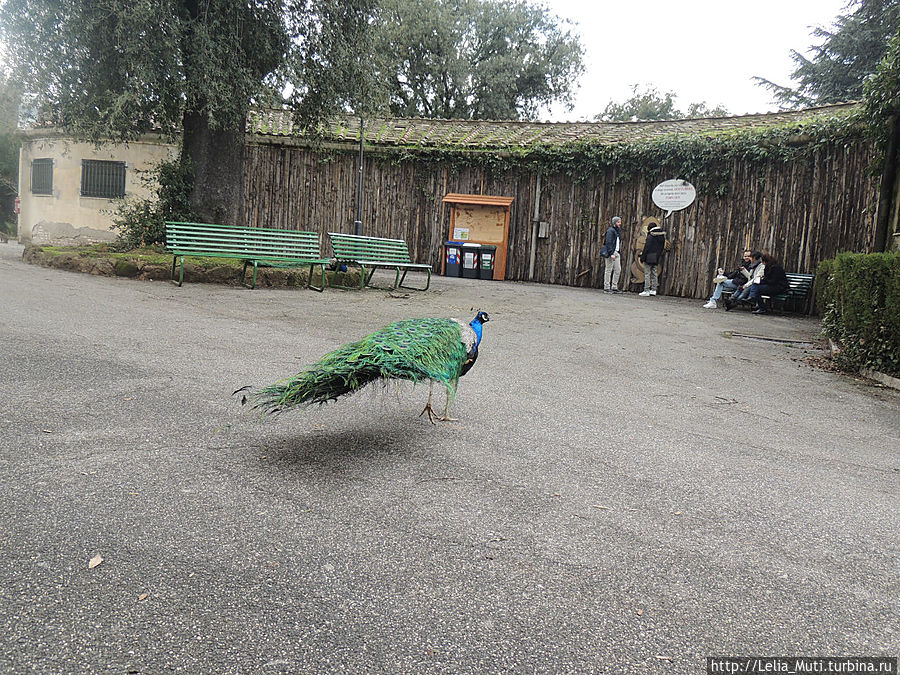 Zoo Roma Рим, Италия