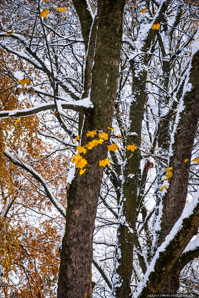 Начало зимы в парке Кронвальда Рига, Латвия