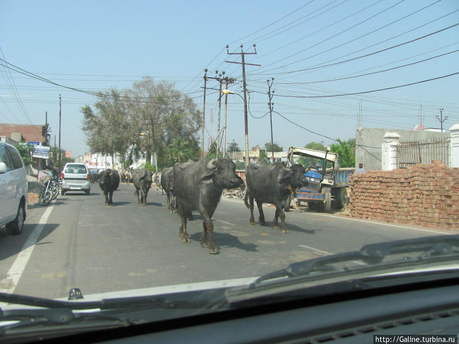 А эти товарищи знают правила дорожного движения? А какая разница! Индия
