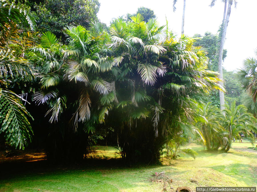 Ботанический сад в Богоре Богор, Индонезия