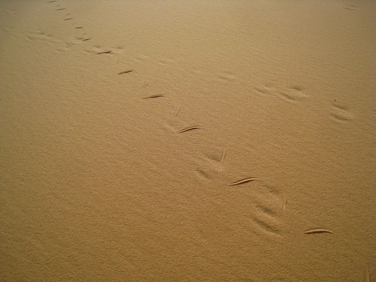 Музыка песчаных дюн или Алжирская Сахара осенью 2017 года. Тассилин-Адджер Национальный Парк, Алжир