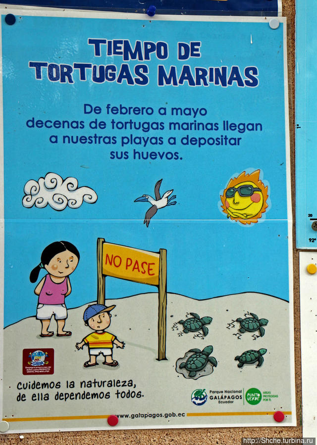 Бухта черепах (Tortuga bay) — лучшее место на о. Санта Круз Пуэрто-Айора, остров Санта-Крус, Эквадор