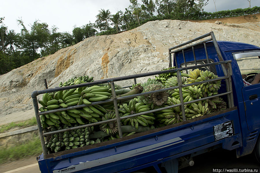 Заготовка бананов. Ява, Индонезия