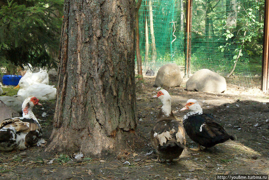 Поймайте мне кролика Нижегородская область, Россия