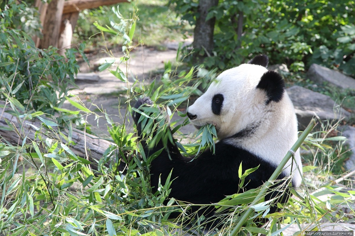 Вена 2019 — Зоопарк Вена, Австрия