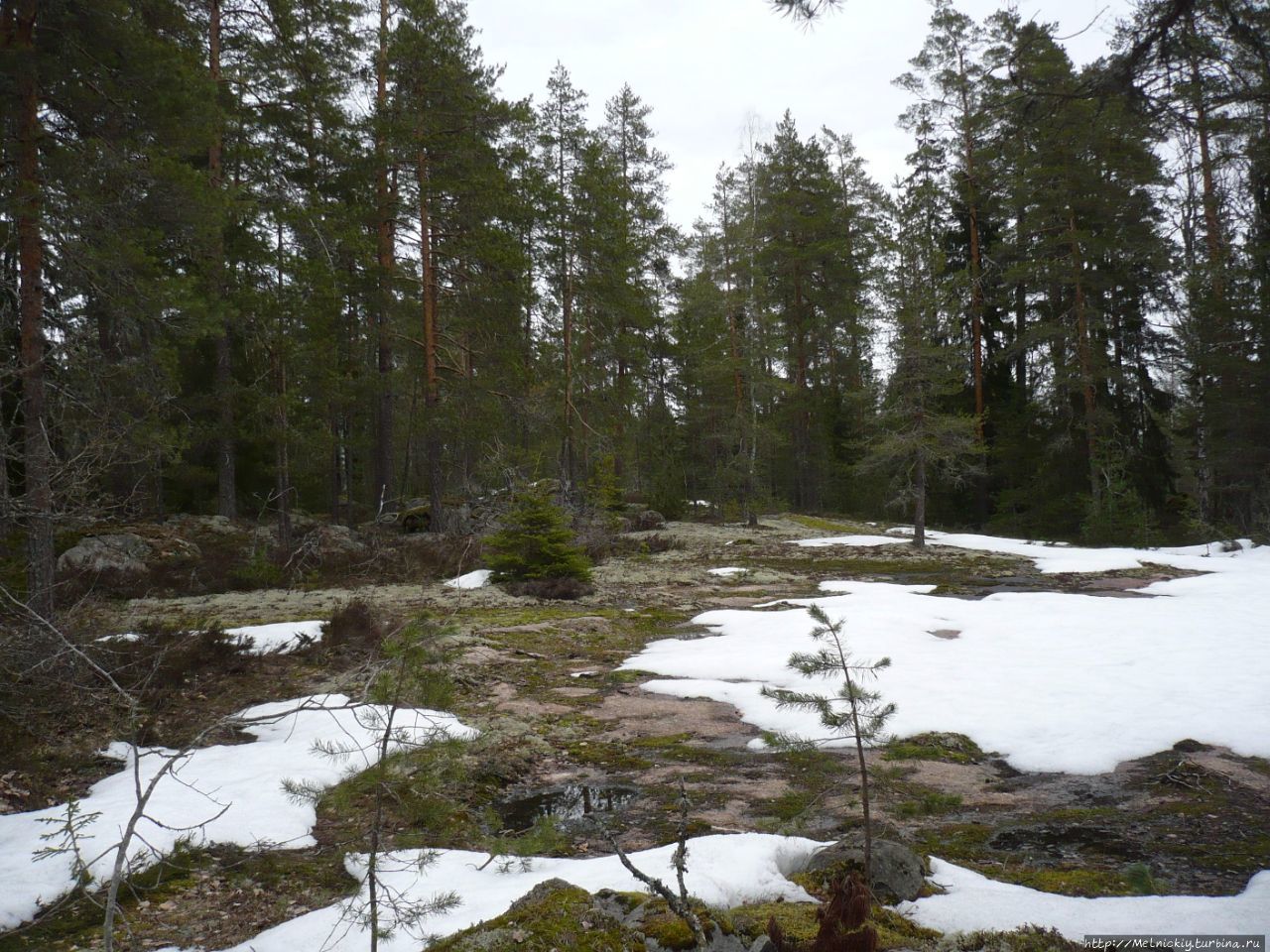 Зимний лес «Арборетум Мустила» Элимяки, Финляндия