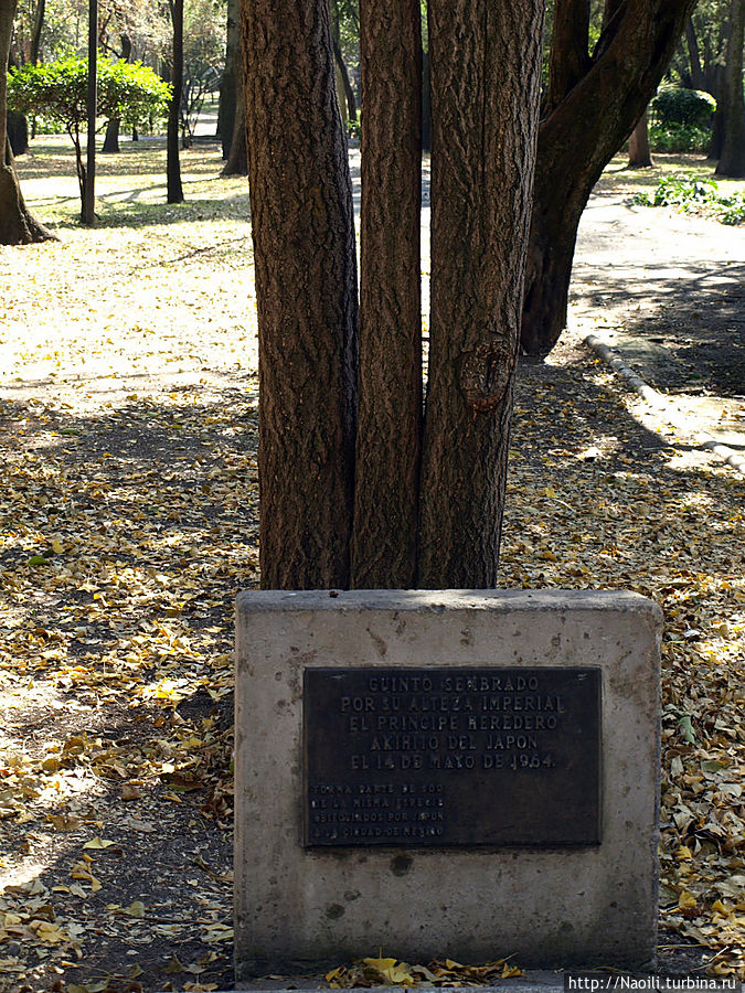 Это дерево в 1964 году посадил принц Японии Мехико, Мексика
