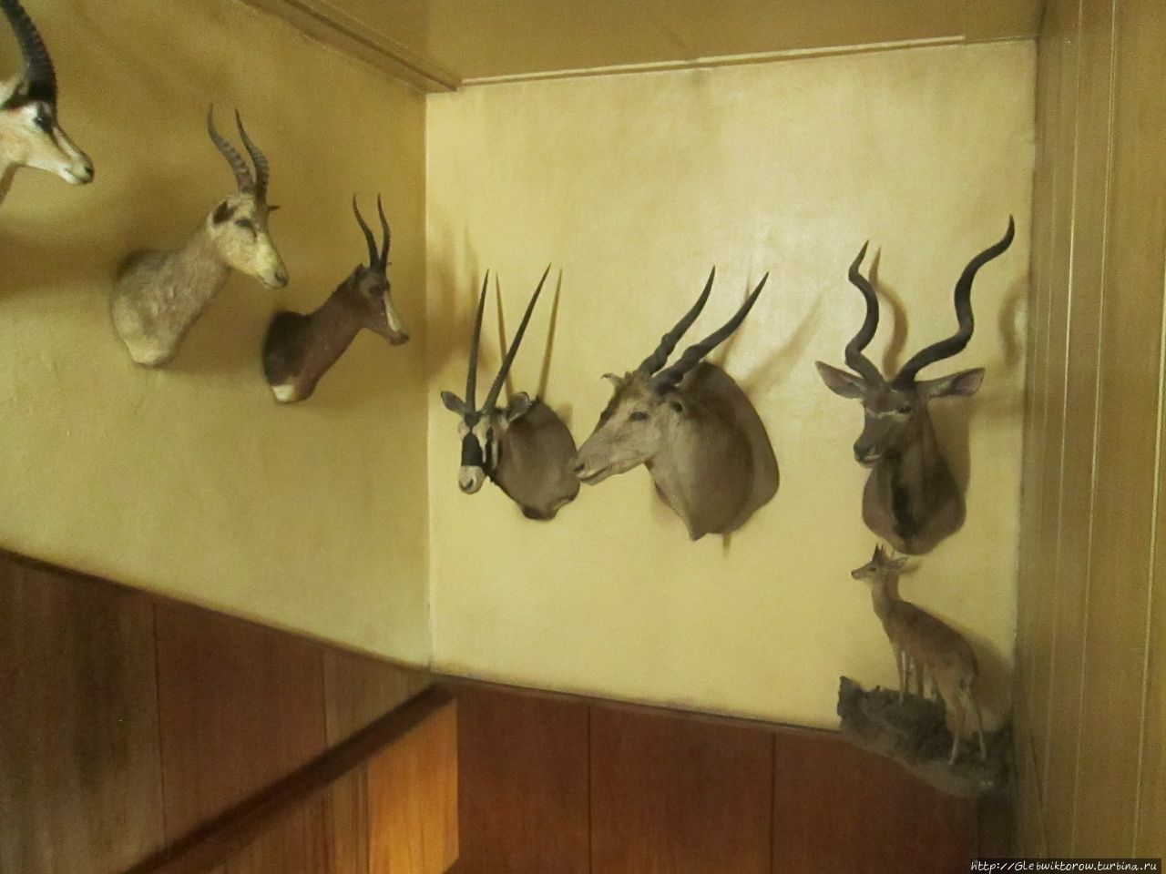 Музей дикой природы и охоты Улан-Батор, Монголия