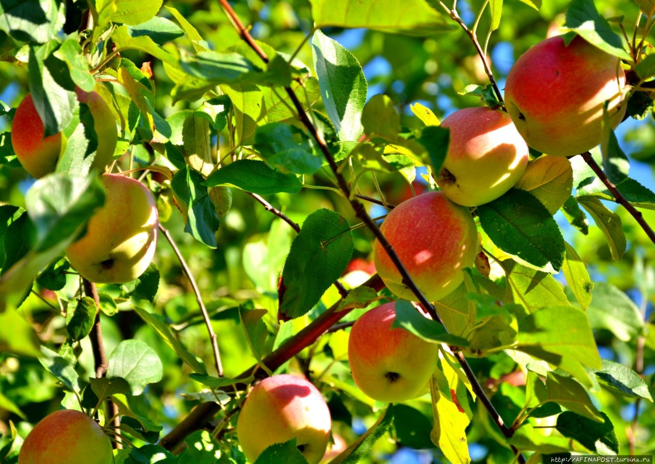 Кто в саду хозяин? Москва, Россия Кто в саду хозяин? Москва, Россия