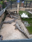 Ферма крокодилов