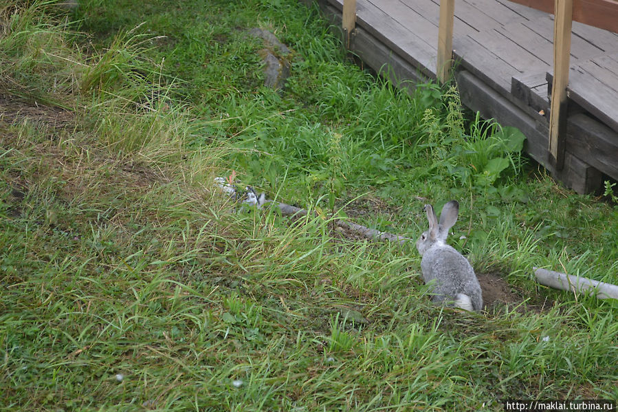Кролики так и шнырят под ногами. Барангол, Россия
