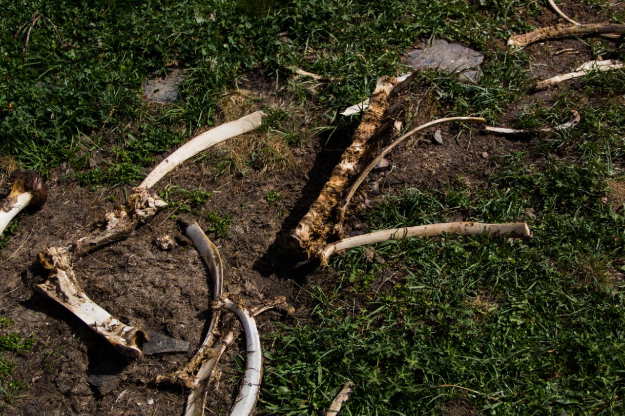 Озеро в горах. Здесь был медведь. Сасаши, Грузия