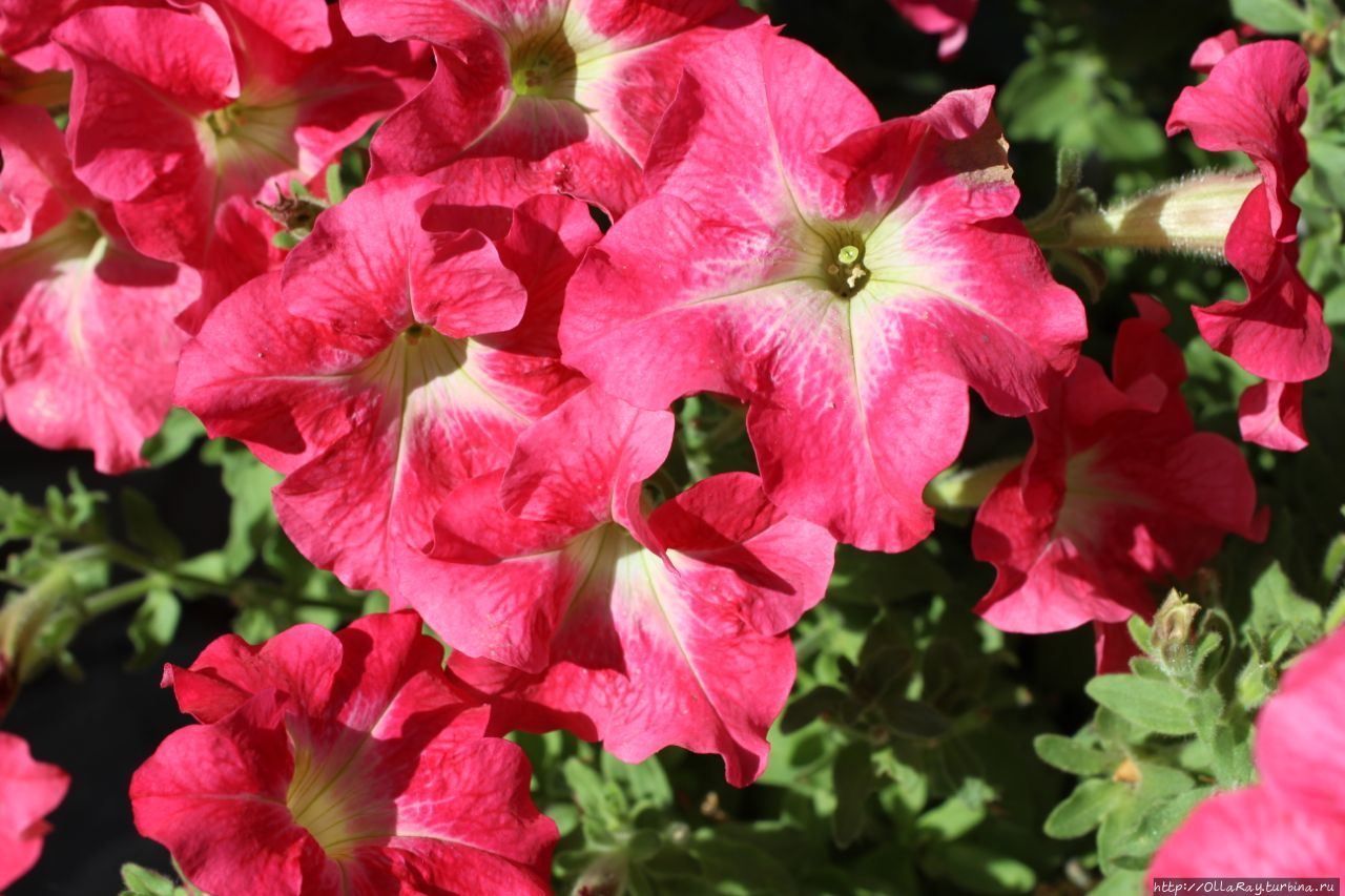 Или просто в горшок. Главное, не забывать вовремя прищипывать чтобы кустилась и цвела лучше.