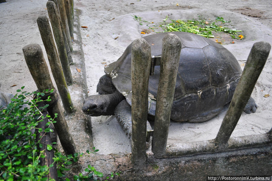 Гигантская черепаха Сингапур (город-государство)