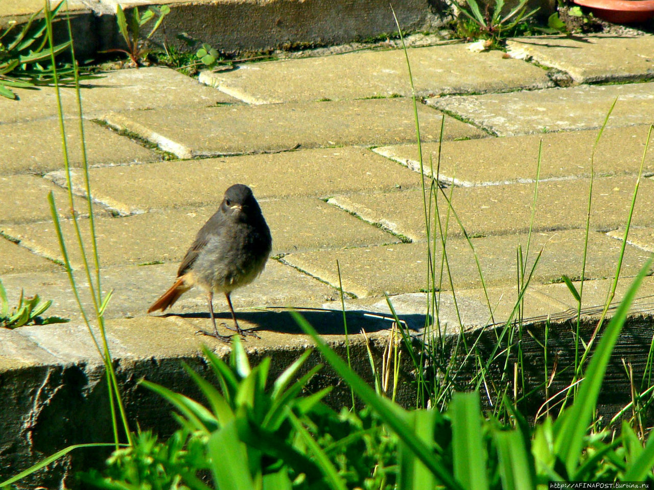 Незваная гостья Москва и Московская область, Россия