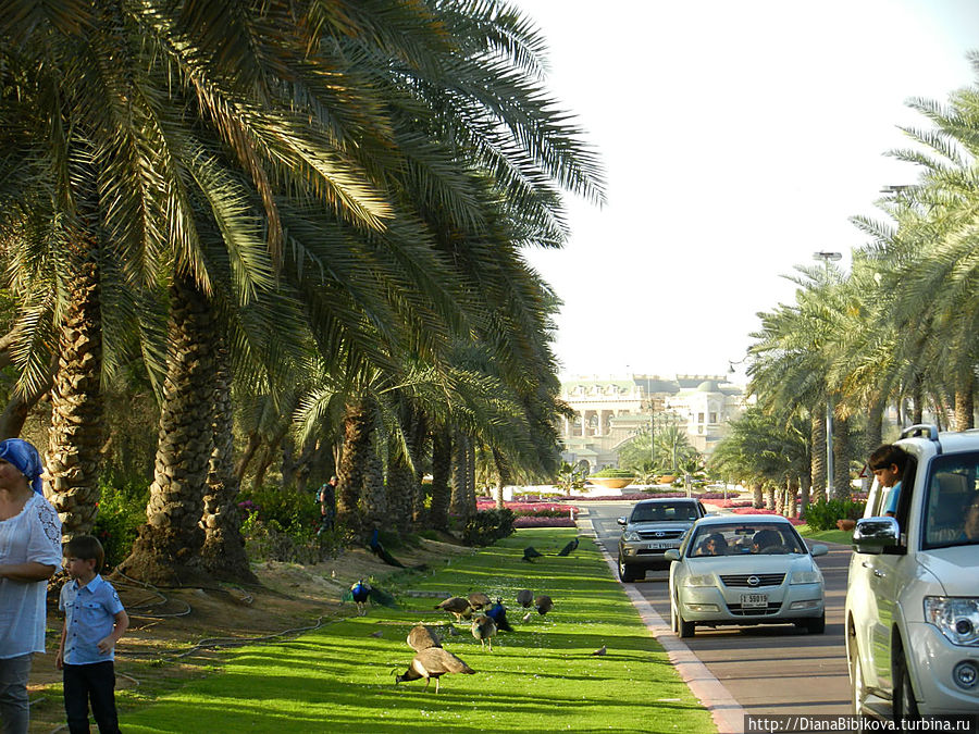Рядом с резиденцией шейха Дубай, ОАЭ