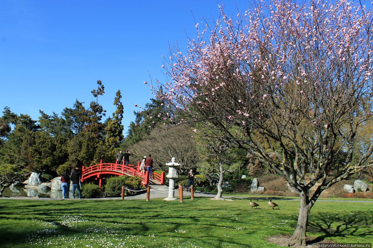 Японский сад дружбы в Сан-Хосе Сан-Хосе, CША