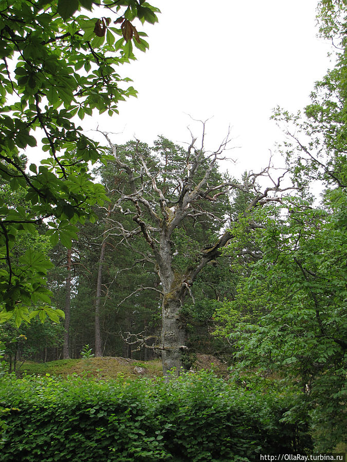 Живописное сухое дерево в парке. Дротнингхольм, Швеция