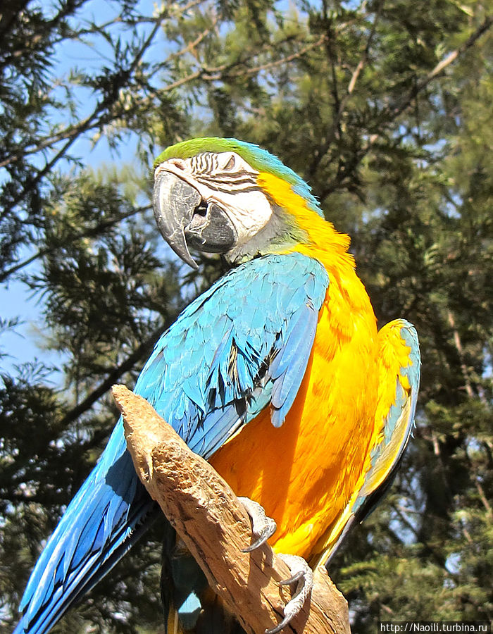 Попугай Ара классической раскраски Мехико, Мексика