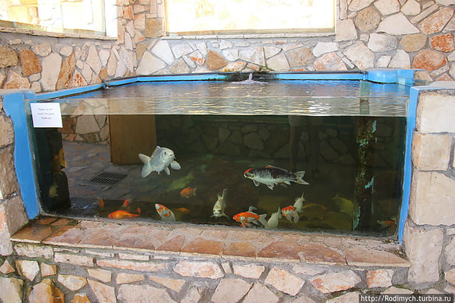 Бассейн с рыбками для разнообразия Остров Закинф, Греция
