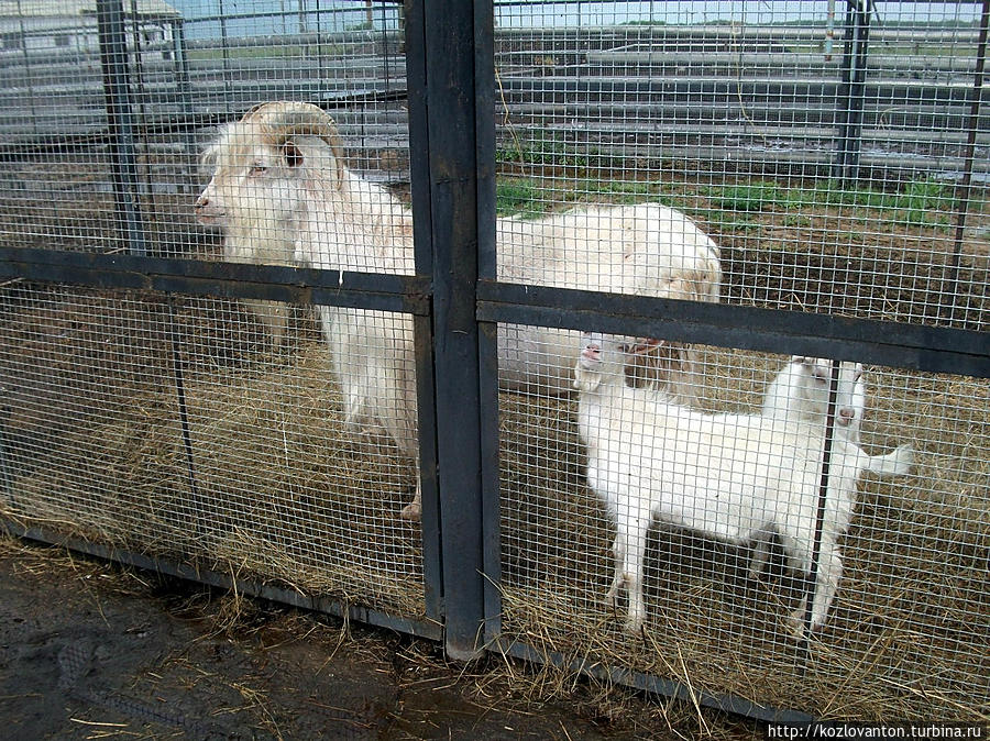 Самая крупная (зааненская) порода коз выведена в Швейцарии, и ныне ее представители есть и в Подсосново. Алтайский край, Россия