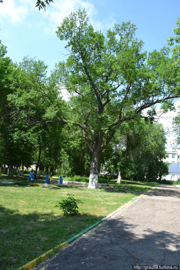 Есть в парке Маркса старый дуб... Маркс, Россия