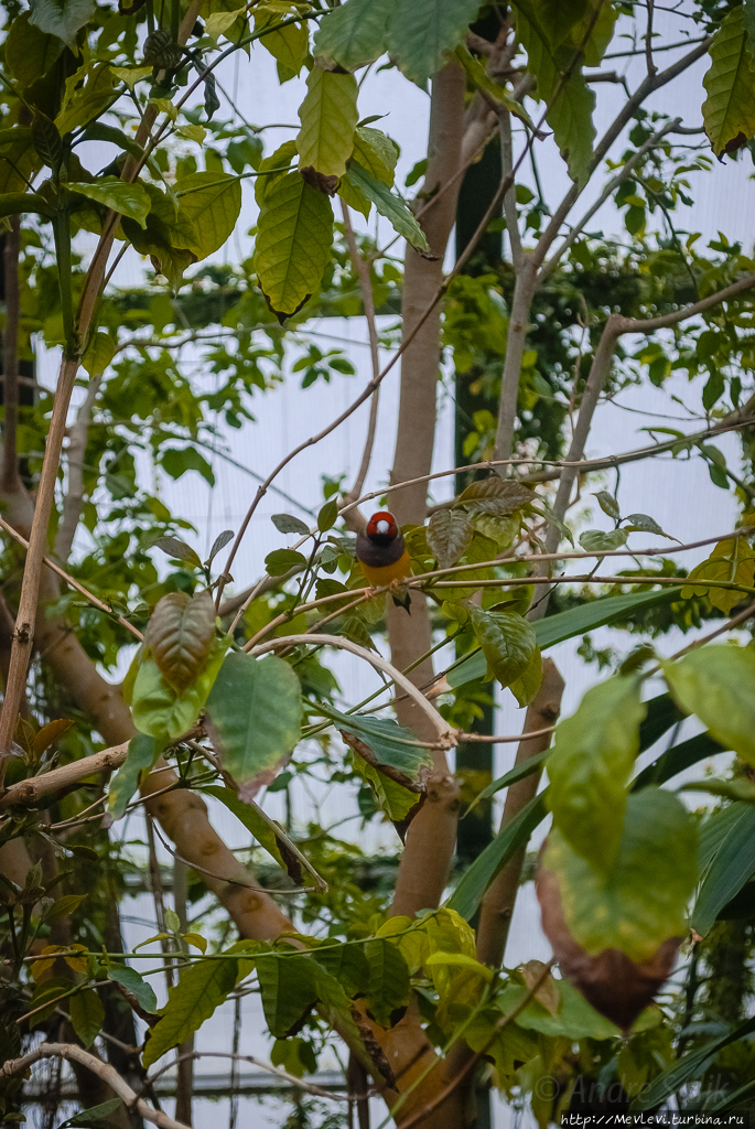Оранжерея тропических бабочек. Рига, Латвия