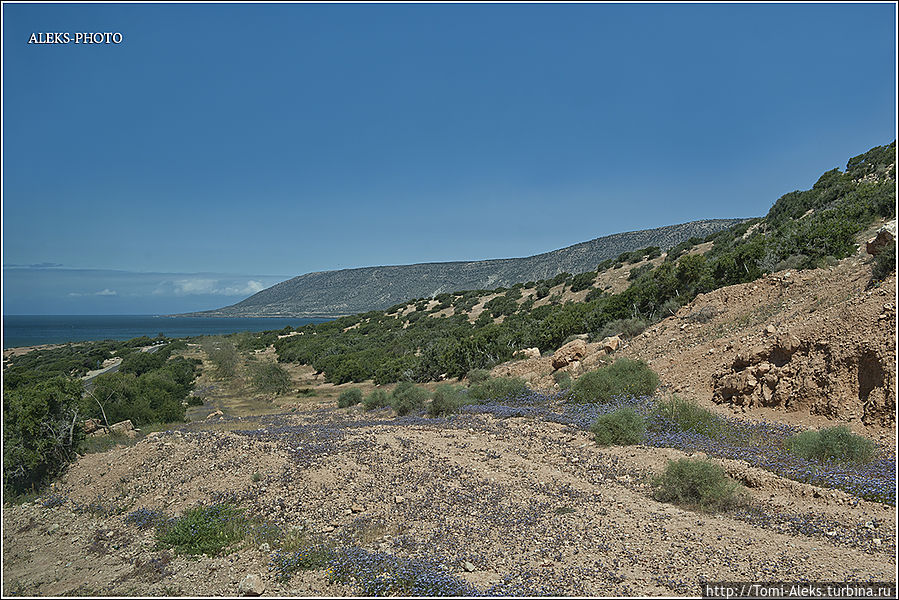 Слева виден океан. Мне очень понравились цветы сиреневого цвета. Позже будут места, где много желтых цветов... 
*