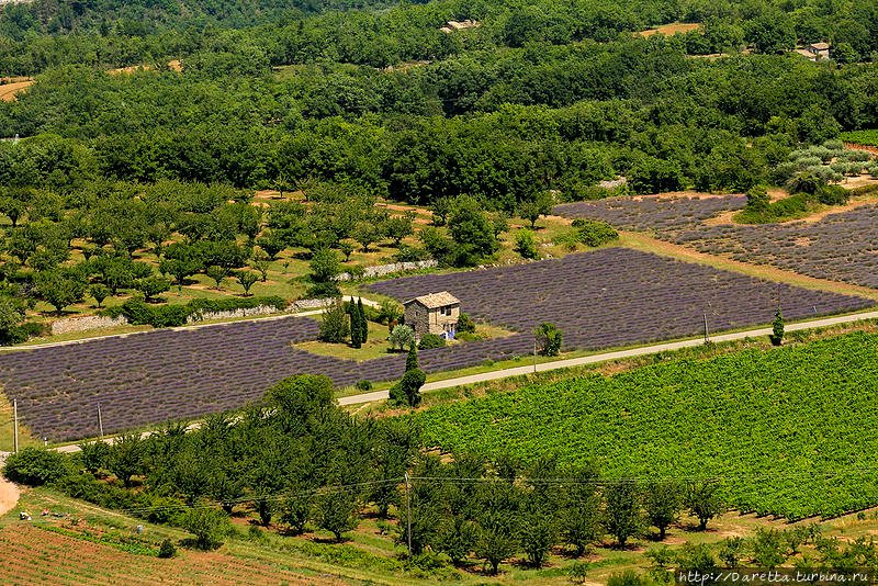 Влюбленные в Прованс. Лавандовые поля Прованс-Альпы-Лазурный берег, Франция