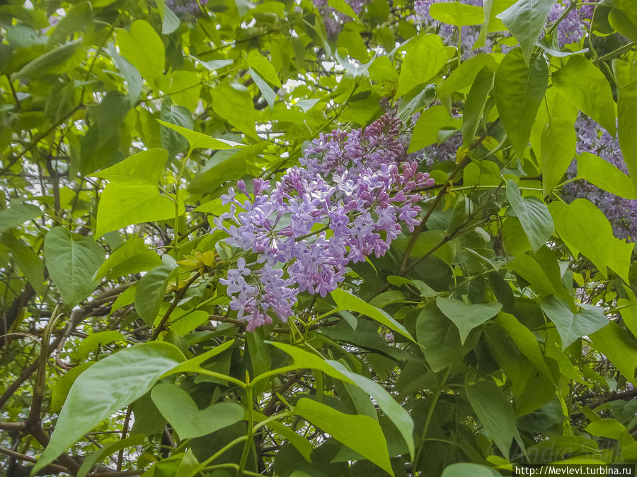 Время сирени Рига, Латвия