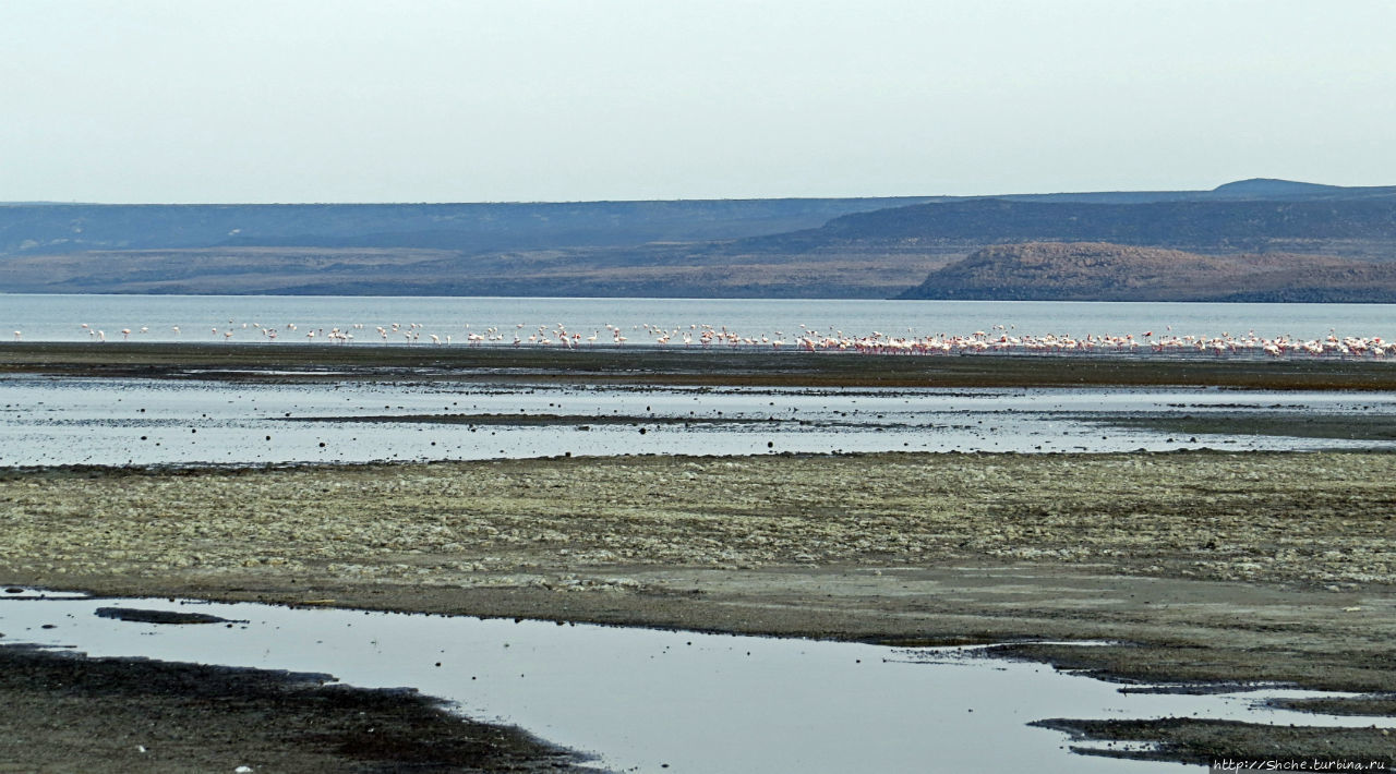 Озеро Лак Аббе Озеро Аббе, Джибути