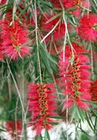 Цветение Каллистемона (лат. Callistemon).