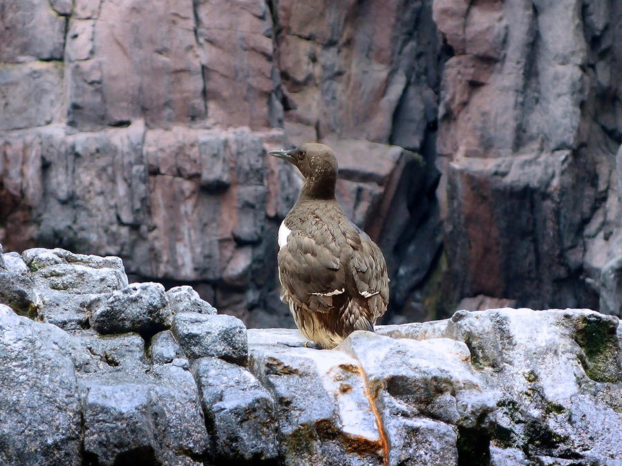 Океанариум Лиссабон, Португалия