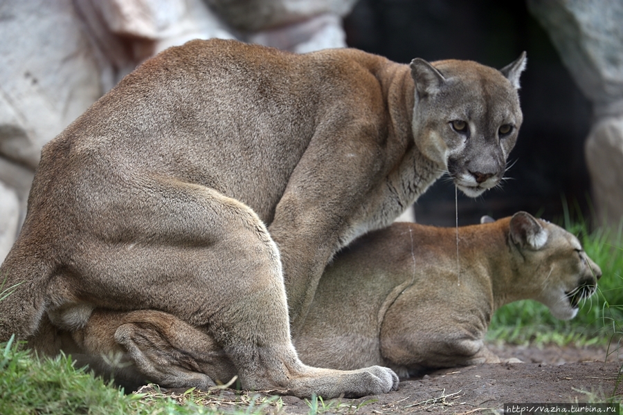 Зоопарк Лимы Лима, Перу