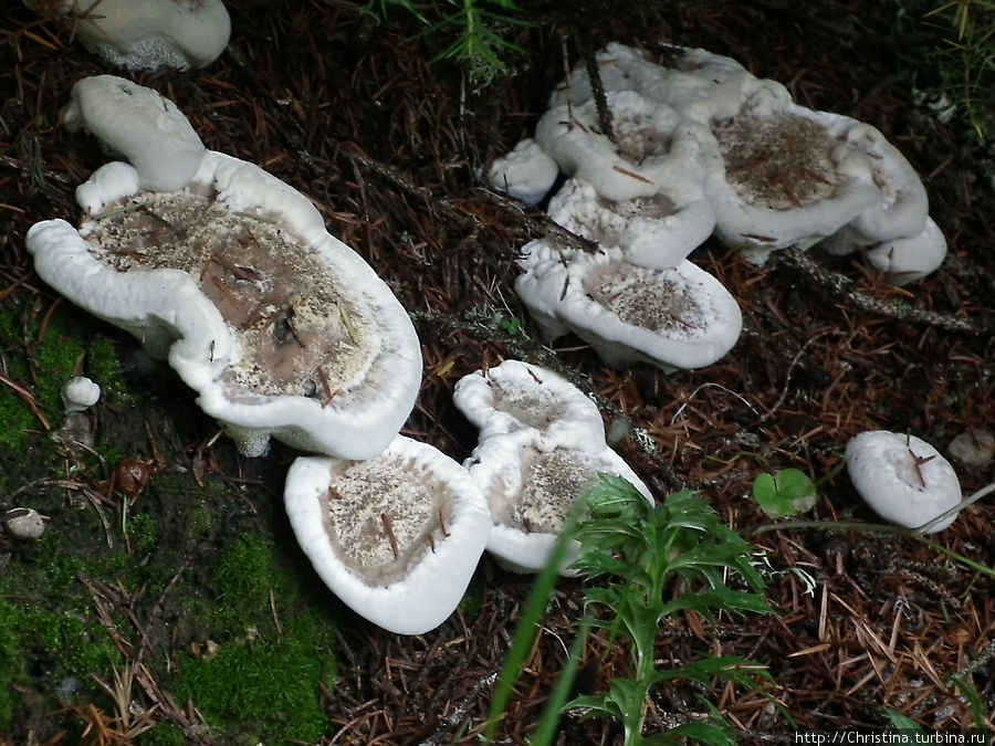 Грибам — место в блоге Ишгль, Австрия