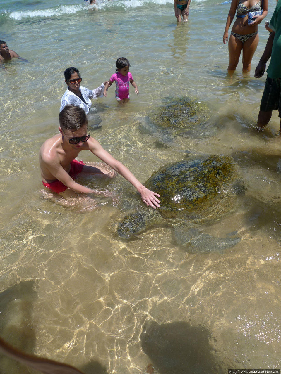 Пляж черепах на шри ланке. Черепаший пляж Шри Ланка. Хиккадува пляж с черепахами. Пляж черепах Шри Ланка. Хиккадува Шри Ланка Черепаший пляж.