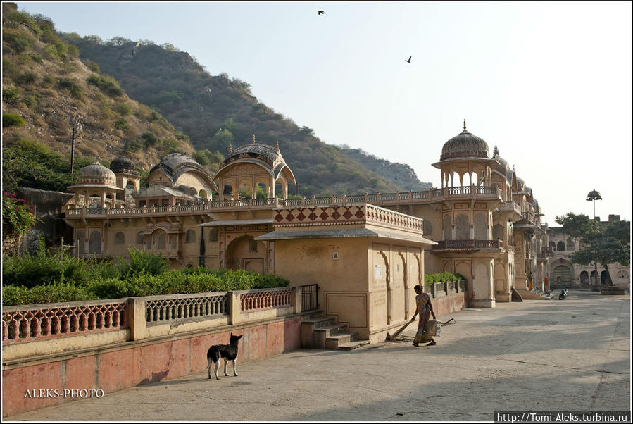 Галта — царство священных коров (Индийские Приключения ч40) Джайпур, Индия