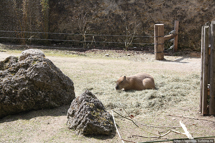 Зоопарк в Зальцбурге Зальцбург, Австрия