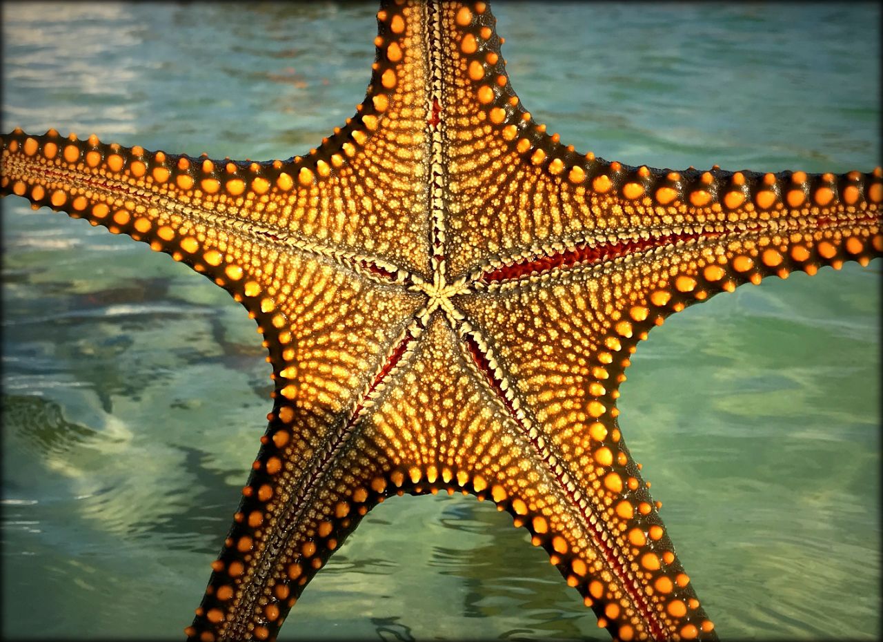 Звёзды острова Занзибар Остров Занзибар, Танзания