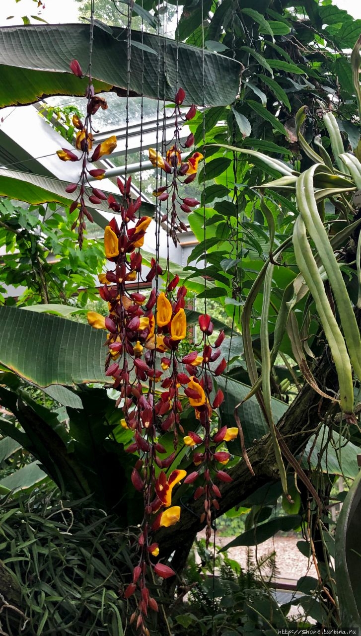 Орхидееншаухаус (Оранжерея орхидей) Ганновер, Германия